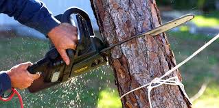 Pest Control for Lawns in Winchester, KY