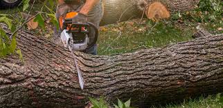 Best Seasonal Cleanup (Spring/Fall)  in Winchester, KY