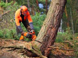 How Our Tree Care Process Works  in  Winchester, KY