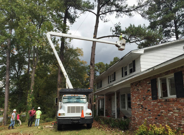 Trusted Winchester, KY Tree Care Experts