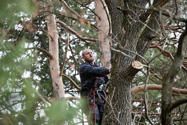 Best Root Management and Removal  in Winchester, KY